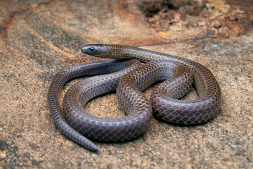 Trachischium is a genus of snakes, known commonly as slender snakes or worm-eating snakes, in the subfamily Natricinae of the family Colubridae. From Sikkim..