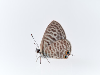 Lang's Short-tailed Blue. Leptotes pirithous