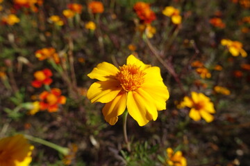 Macro of single yellow flower of Tagetes patula in October