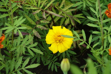 Single yellow flower of Tagetes patula in July