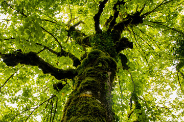 Fototapeta premium huge oak crown covered with thick, deep green foliage backlit