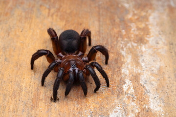Idiops bombayensis, Bombay Trapdoor Spider. Trapdoor spiders construct burrows with a cork-like trapdoor made of soil, vegetation, and silk. Photographed in Mumbai.