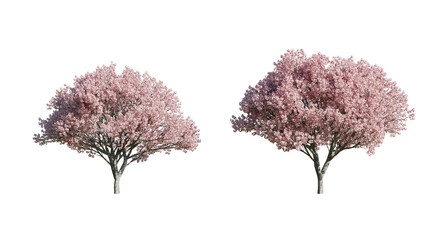 Cherry Blossom Trees with Transparent Background