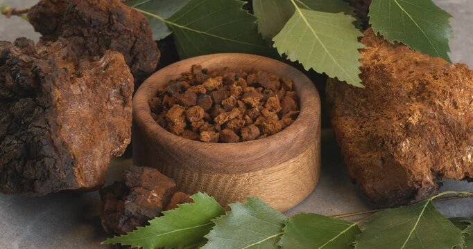 Chaga mushroom pieces with birch leaves on a gray background. Close-up footage on the rotating table.