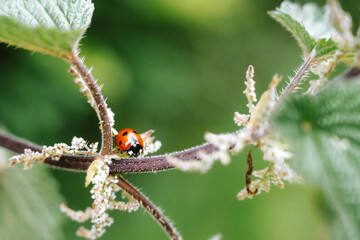 ladybird on a leaf