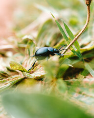 beetle on the leaf