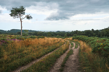 pathway through the countryside
