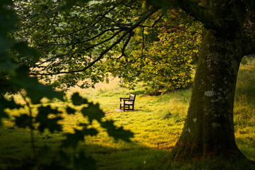 bench in the park