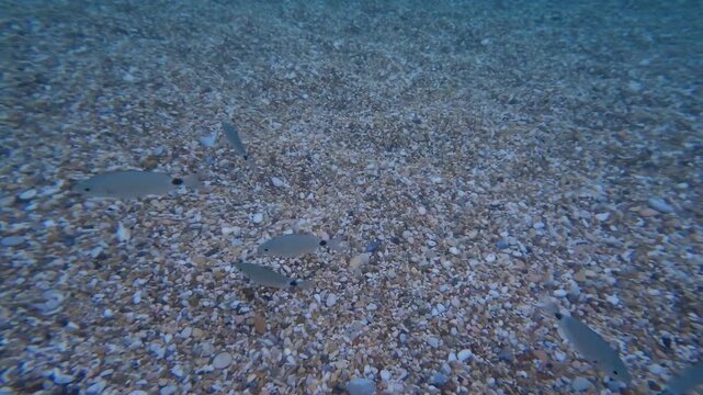 Underwater in the adriatic sea, Conero beach of Numana. Underwater fish reef marine