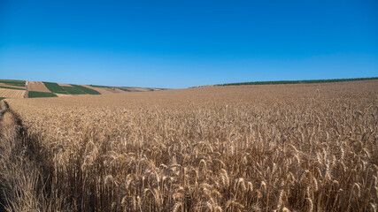 Wheat field in a hot summer day