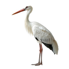 A Stock bird isolated on a transparent background for web, banner, wallpaper