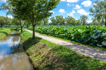 연밭과 작은 개울이 보이는 산책로 풍경, 부여 서동공원에 위치-Scenic View of a Walking Path Overlooking a Lotus Pond and Small Stream, located at Seodong Park, Buyeo, Chungcheongnam-do, South Korea