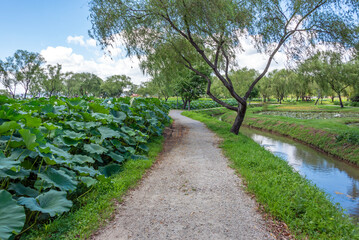 연밭과 작은 개울이 보이는 산책로 풍경, 부여 서동공원에 위치-Scenic View of a Walking Path Overlooking a Lotus Pond and Small Stream, located at Seodong Park, Buyeo, Chungcheongnam-do, South Korea
