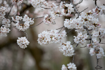 tree blossom