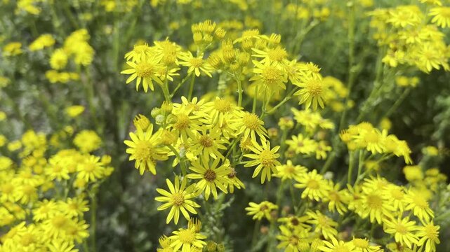 Jacobs ragwort, Senecio jacobeae