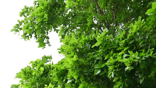 Millettia pinnata tree. It&nbsp;is a species of tree in the pea family Fabaceae. Its other names  Pongamia&nbsp;pinnata, Indian beech&nbsp;and&nbsp;Pongame oiltree. Oil is extracted from its seeds. Ayurvedic medicine.