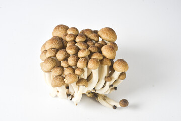 mushrooms on a white background