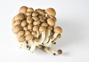 mushrooms on a white background