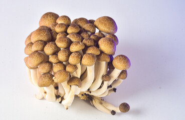 mushrooms on a white background