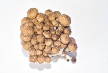 mushrooms on a white background