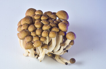 mushrooms on a white background
