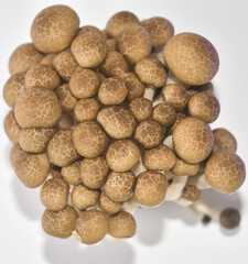 mushrooms on a white background