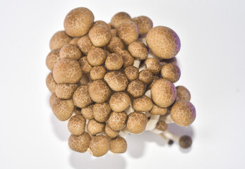 mushrooms on a white background