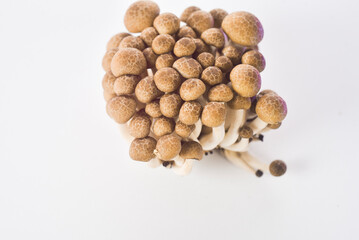 mushrooms on a white background