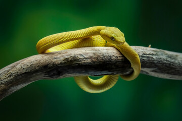 Trimeresurus Insularis Yellow