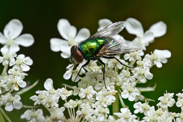 Goldfliege // green bottle fly (Lucilia cf. sericata) - Germany