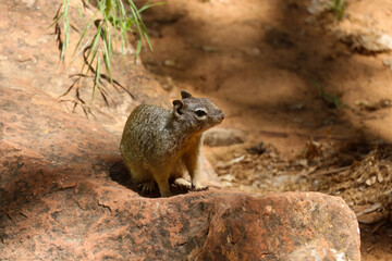 Squirrel 