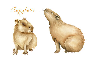 Aquatic animal capybara, baby capybaras sit on the grass. hand drawn watercolor illustration isolated on white background..