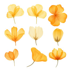 Obraz premium A collection of nine beautiful yellow and orange floral illustrations, perfect for design, art, and decorative projects in isolated on transparent or white background