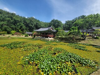 연꽃 연못 꽃 늪지 식물 절 동양식 건물 기와집 하늘 숲 산 풍경