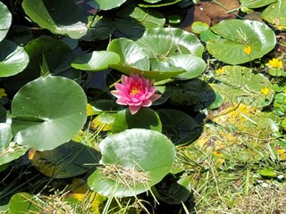 연꽃 연못 꽃 늪지 식물