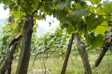 Ripening green bunches of grapes. The vineyard.