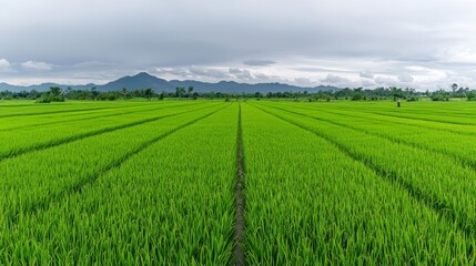 Obraz premium A wide shot of a green rice paddy with farmers working in the fields, showcasing the importance of agriculture with copy space