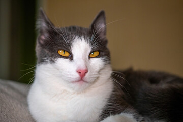 Fototapeta premium cat with a pink nose and yellow eyes is laying on a bed. The cat appears to be relaxed and comfortable