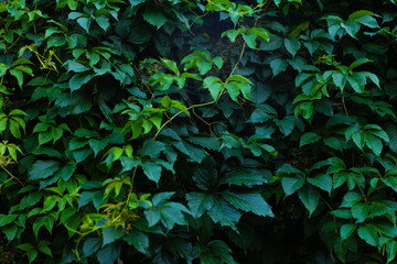 Abstract green leaf texture, nature dark green background