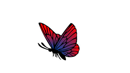 butterfly