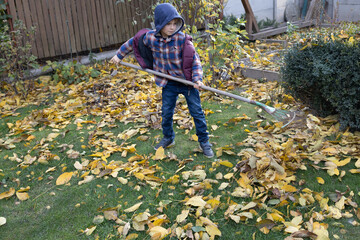 A 7-year-old boy rakes fallen autumn leaves in the garden. Seasonal cleaning. Autumn atmosphere....