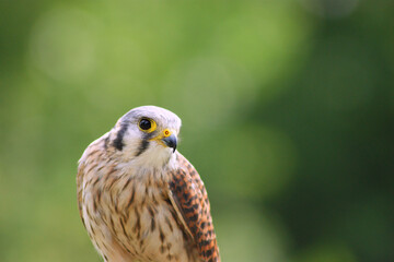 Kestrel