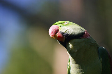 Ring-necked Parakeet
