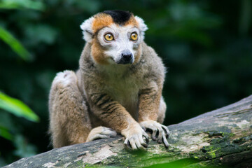Crowned Lemur