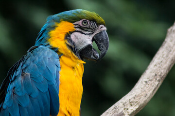 Blue Scarlet Macaw