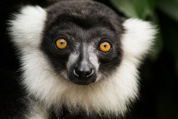 Black and white Lemur