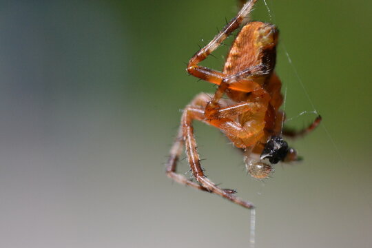 Orange Cross Spider