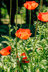 Red poppy flowers in the garden close-up