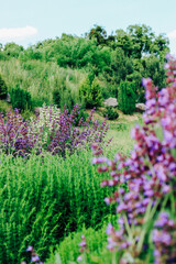 A bush of violet blooming salvia violet in the garden