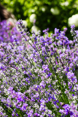 Purple lavender bushes close up